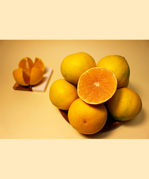 당도좋은 제철 황금향 가정용 4.5kg